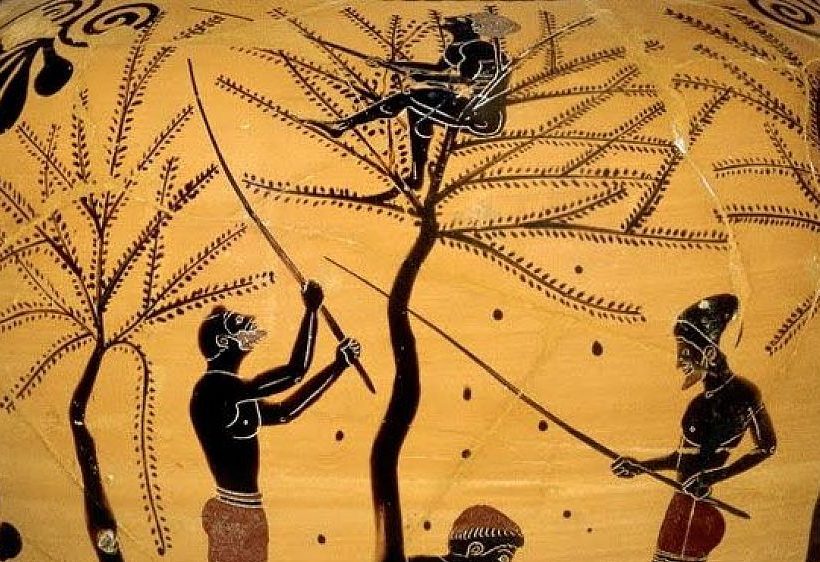 Olio Extra Vergine di Oliva BIO da 0,75 l - Olio