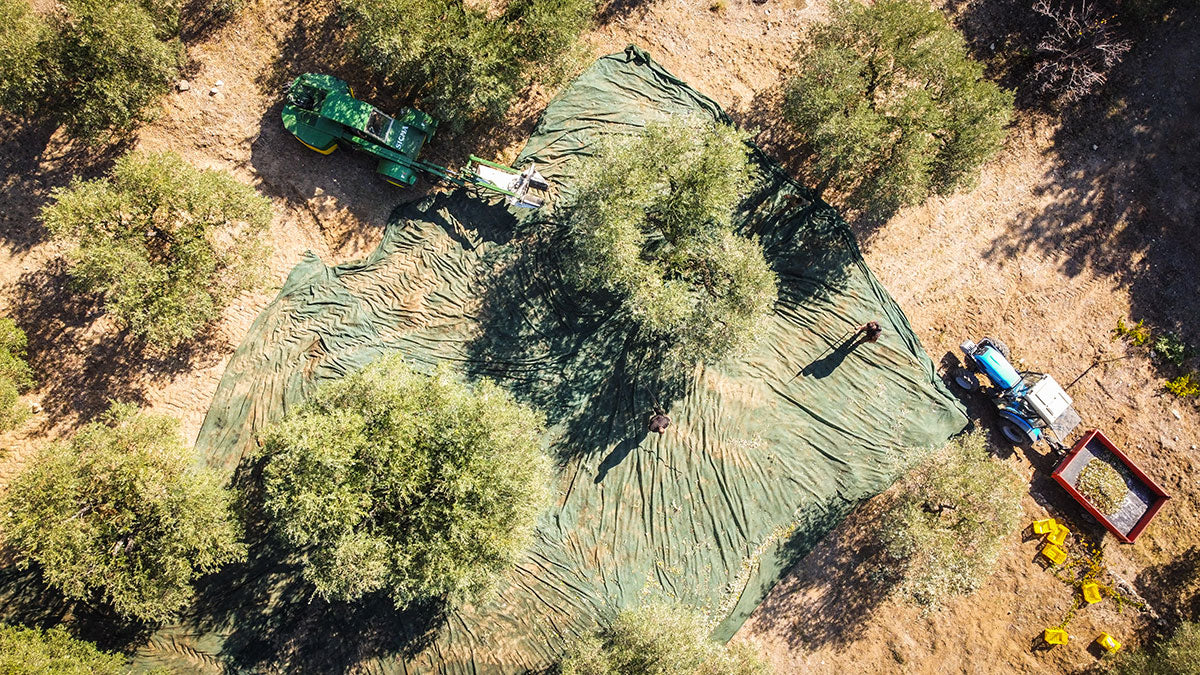 Olio Extra Vergine di Oliva BIO da 0,25 l - Olio