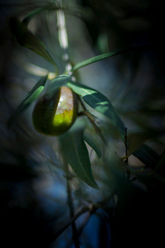 Olio Extra Vergine di Oliva BIO da 0,50 l - Olio