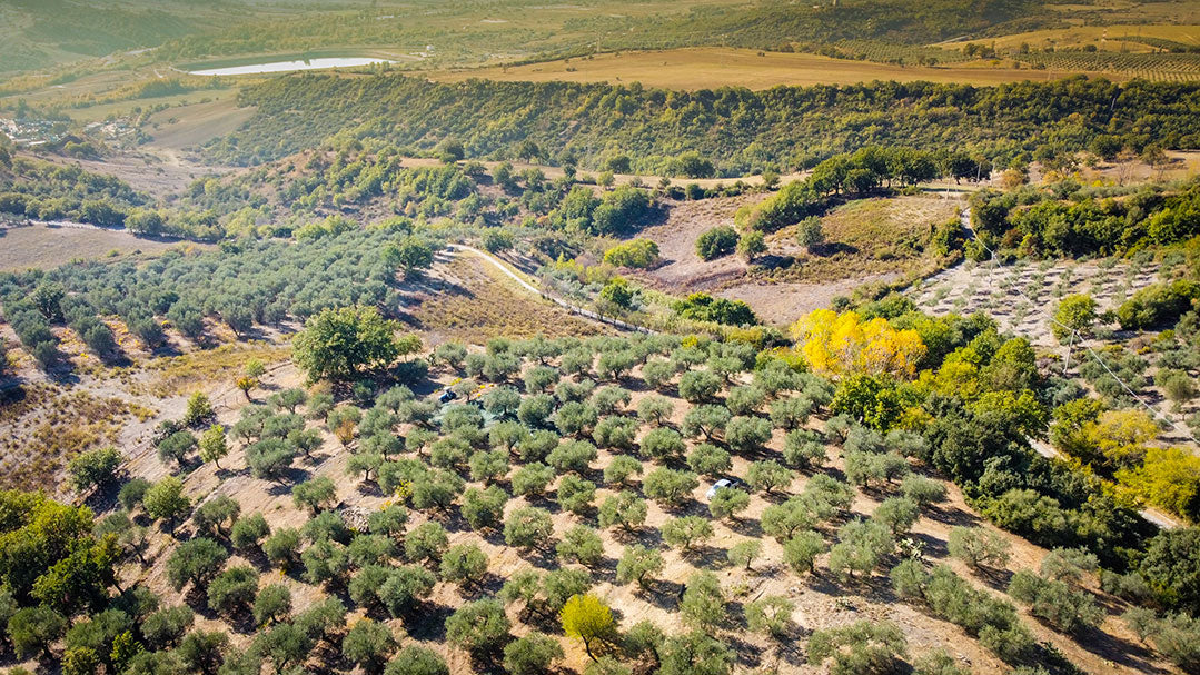 Olio Extra Vergine di Oliva BIO da 0,75 l - Olio